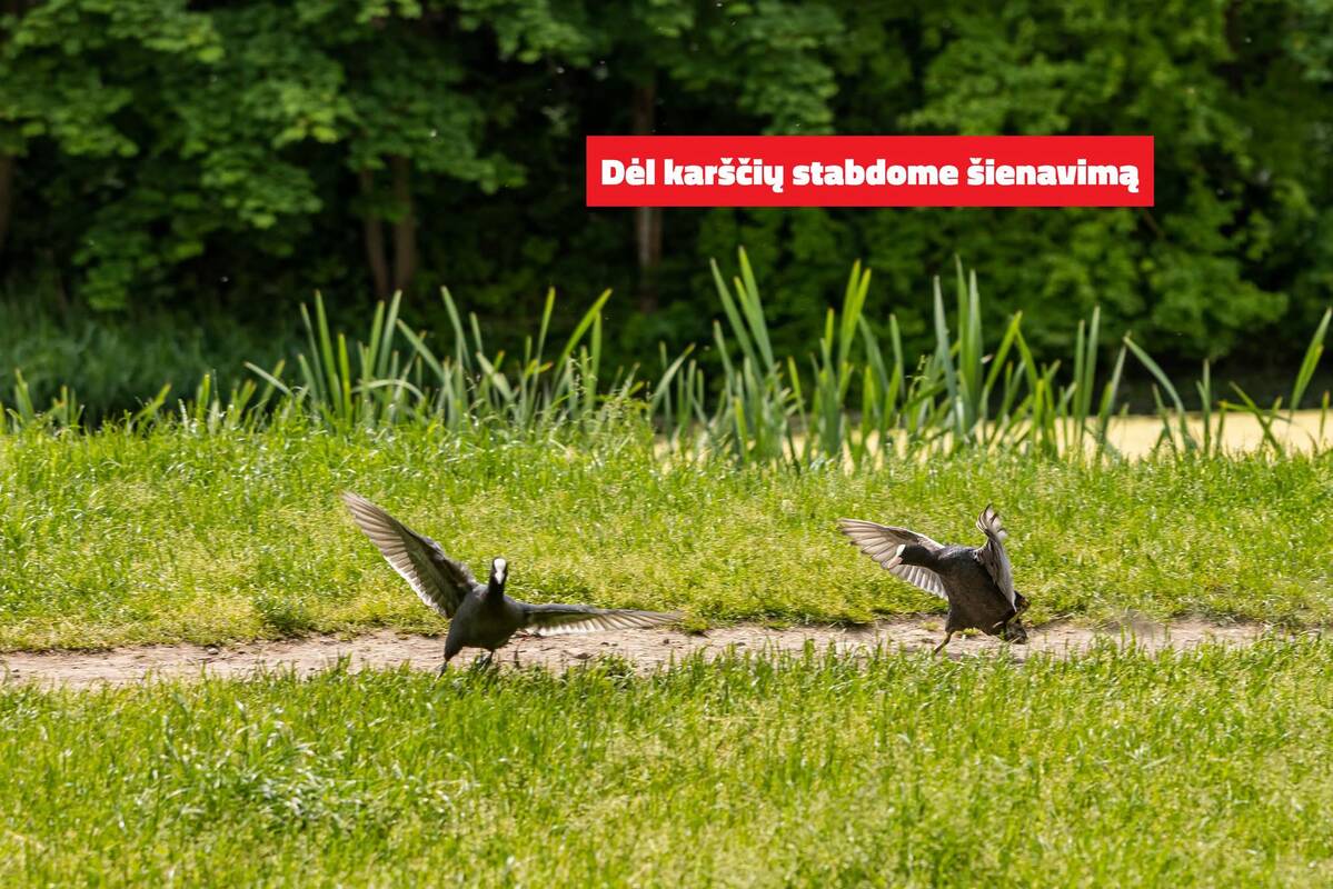 
<span>Dėl karščių sostinėje nebus pjaunama žolė</span>

