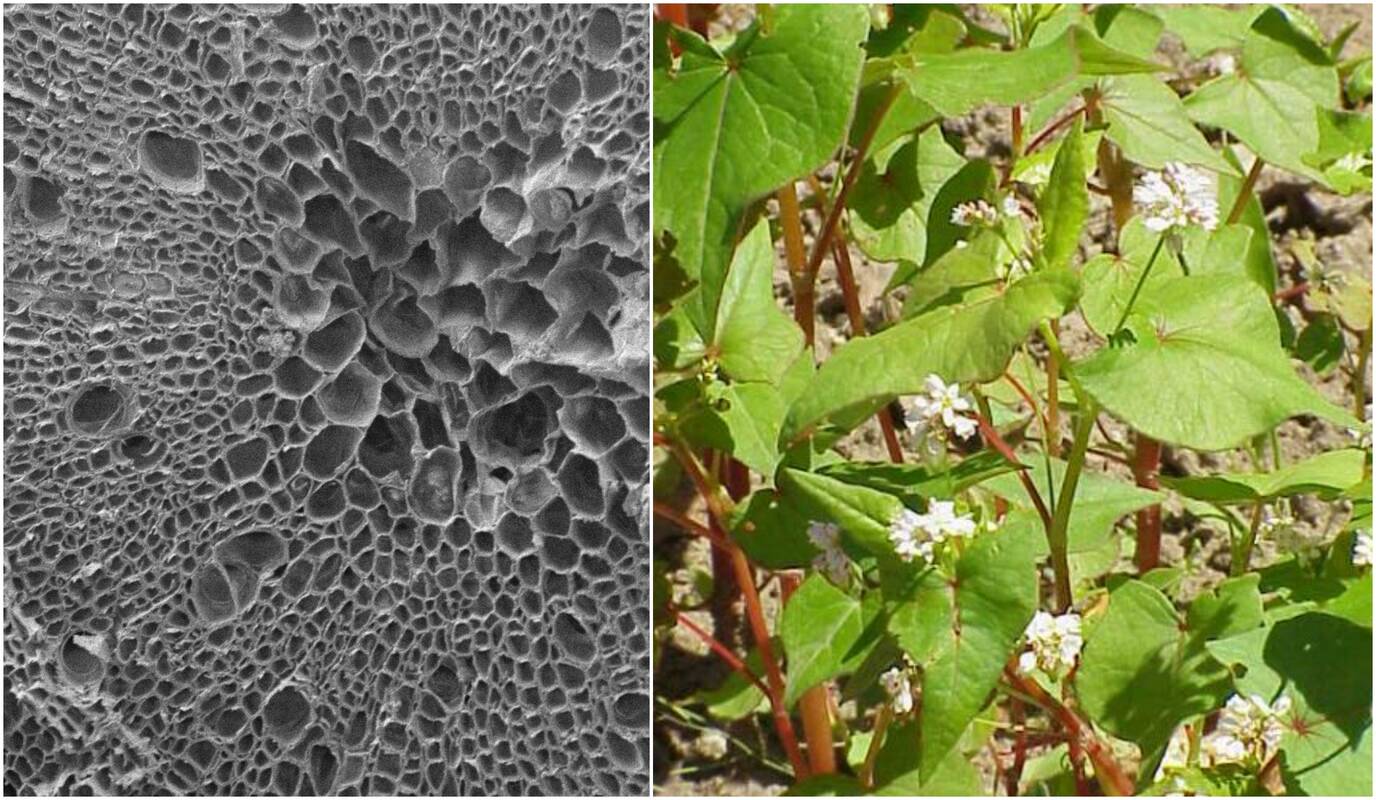 
<span>Augalai – tarsi filtrai: naujas būdas kovoti su mikroplastikais</span>
