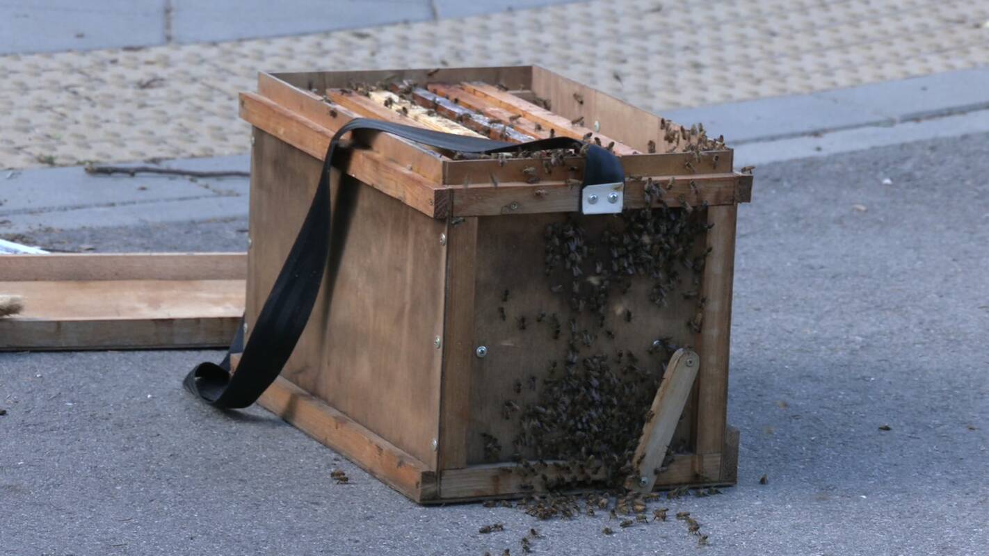 
<span>Simboliškas sutapimas sostinėje – bitės pasirinko Bitininkų gatvę</span>
