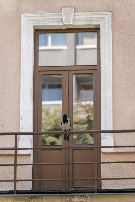 Kauniečių diena (2026-06-29)