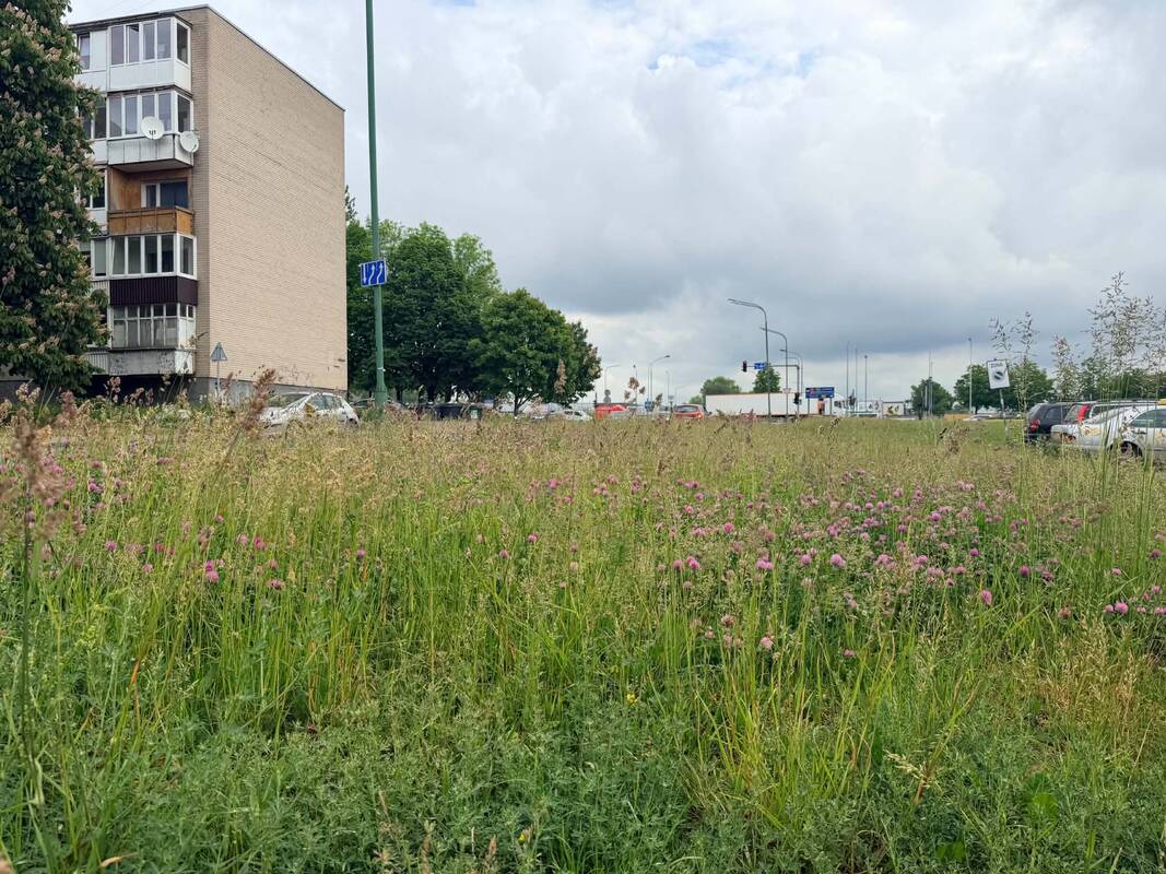 Nemalonumai: nors pagal nustatytus reikalavimus žolės aukštis neturėtų viršyti 10–12 cm, kai kuriose vietose, pavyzdžiui, Debreceno gatvėje, ji yra gerokai aukštesnė.