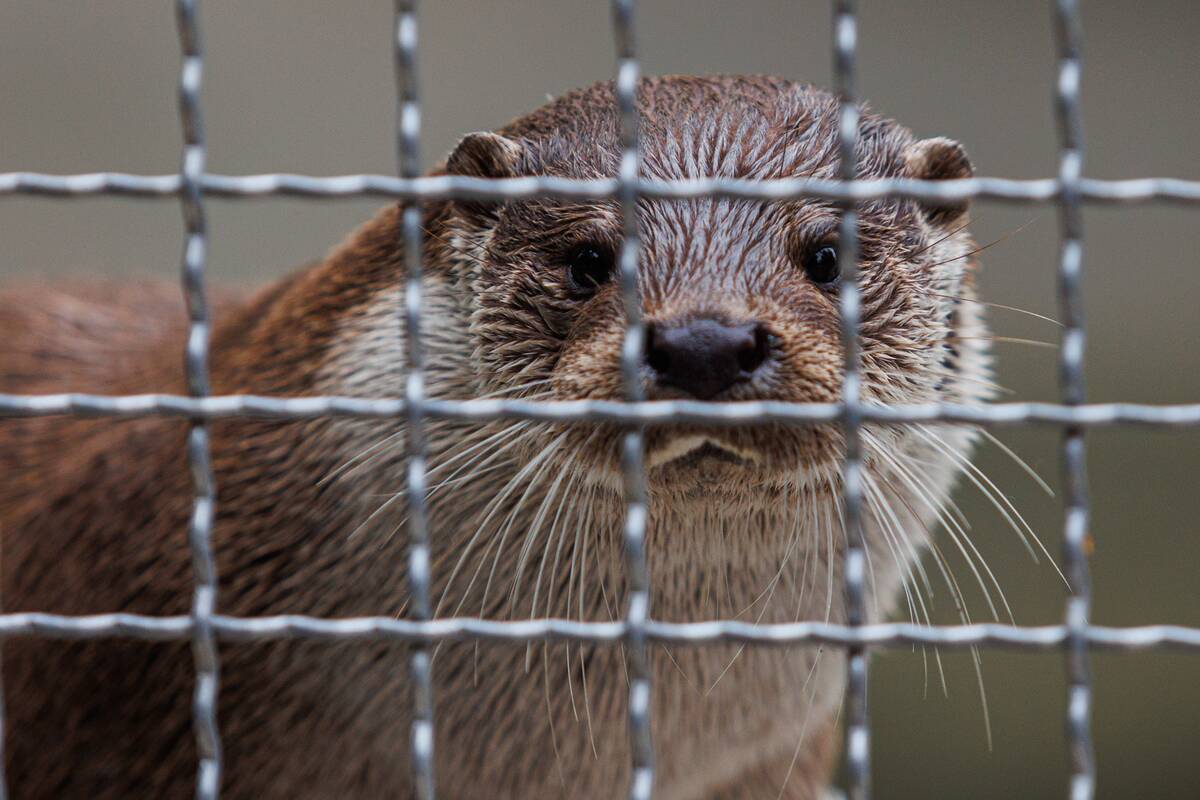 
<span>Klaipėdos zoologijos sodui kelis mėnesius uždrausta įleisti lankytojus</span>
