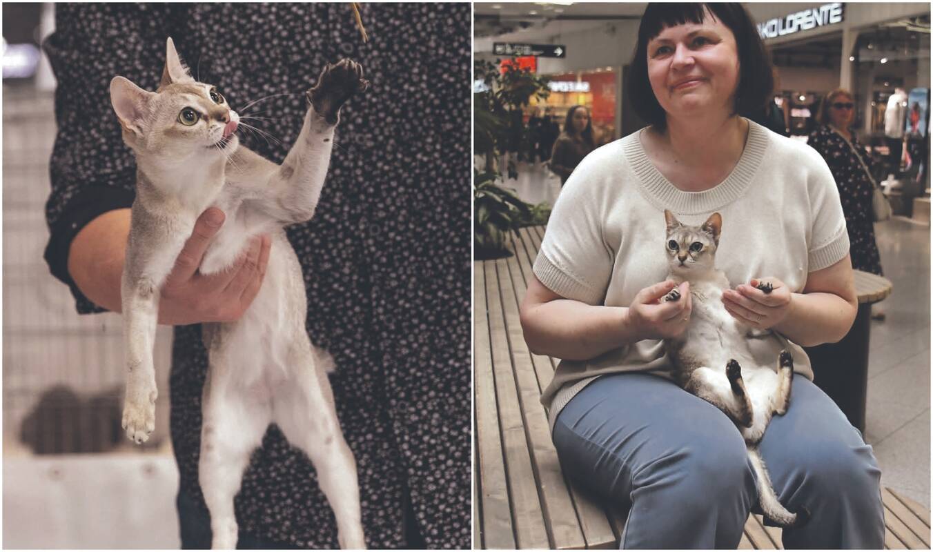 Patirtis: Daiva Singapūro veislės kates augina jau dešimt metų.