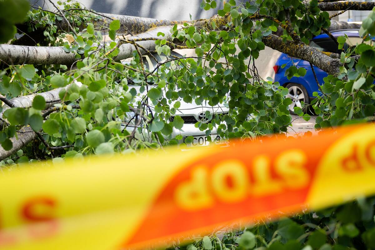 
<span>Tragedija Panevėžio rajone: krentantis medis užmušė vyrą</span>
