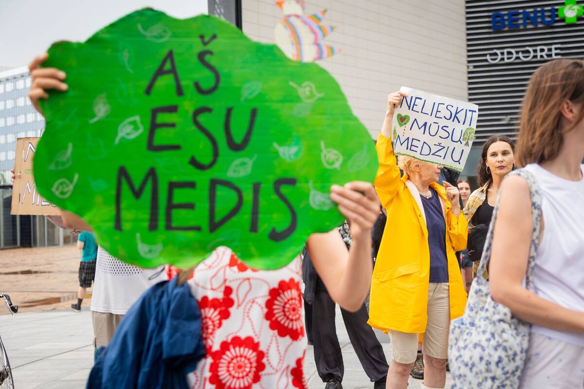 Vilniuje – protestas prieš planuojamą 327 medžių kirtimą ir gamtos niokojimą