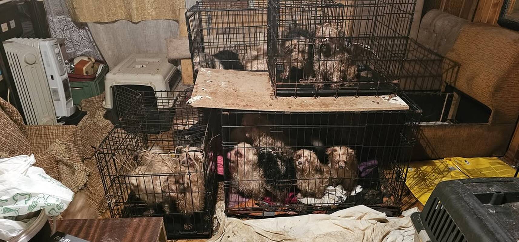 Kaliniai: šunys buvo laikomi it kaliniai ankštuose narvuose. Tokia jų nepriežiūra sukrėtė net pareigūnus.