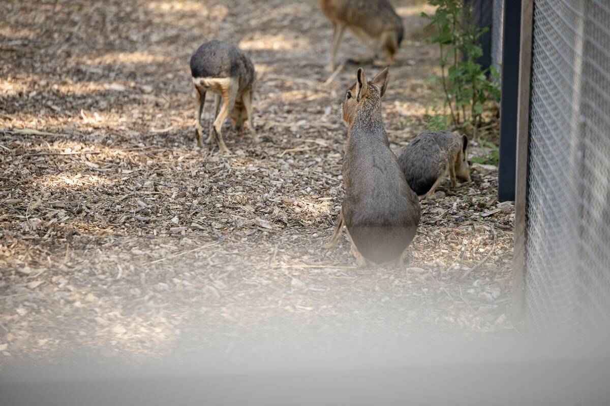 Lietuvos zoologijos sodo 88-asis gimtadienis