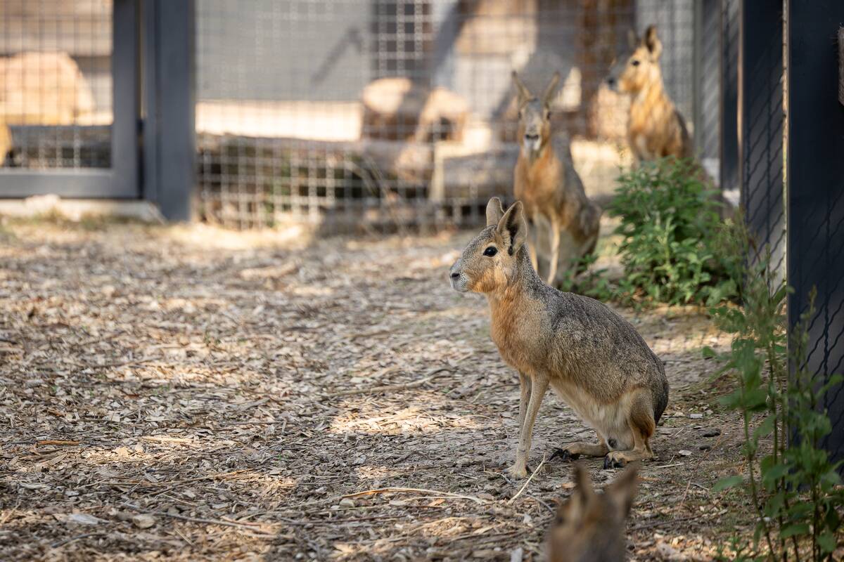 Lietuvos zoologijos sodo 88-asis gimtadienis
