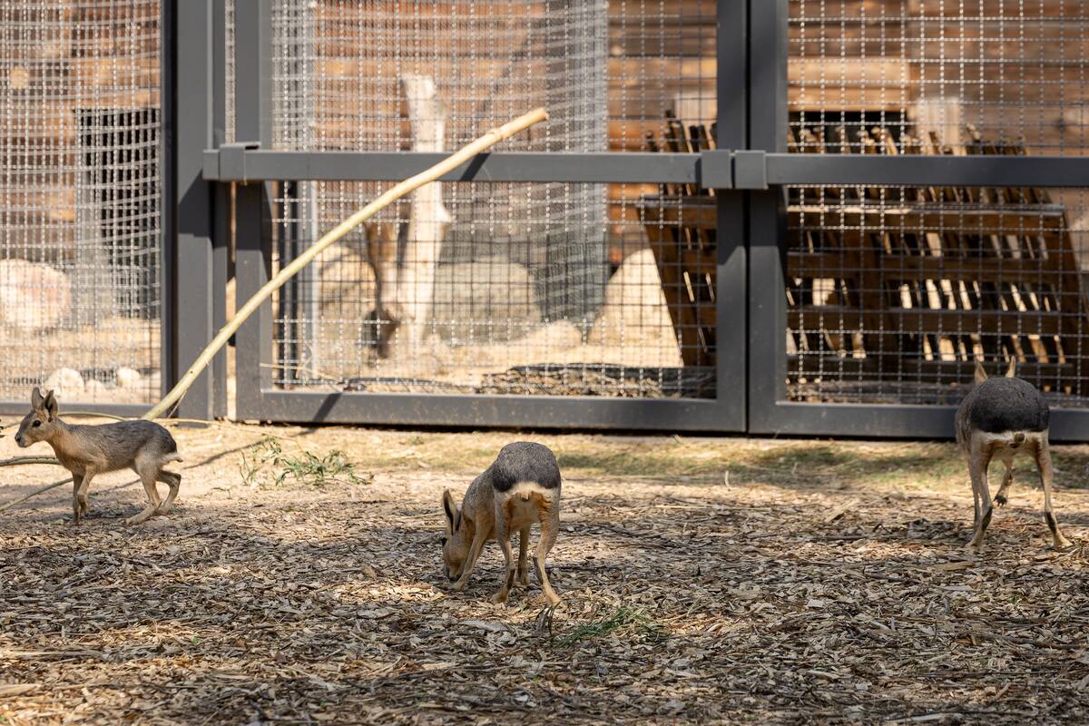 Lietuvos zoologijos sodo 88-asis gimtadienis