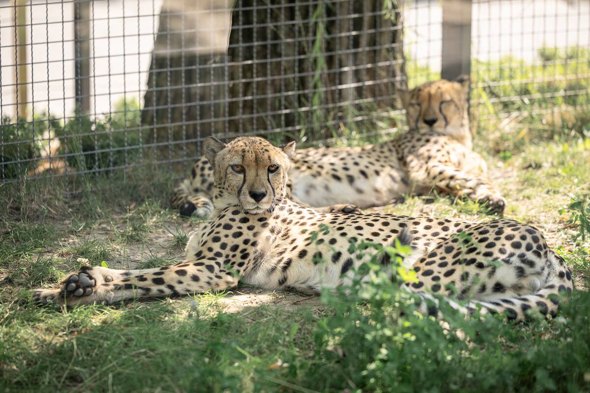Lietuvos zoologijos sodo 88-asis gimtadienis
