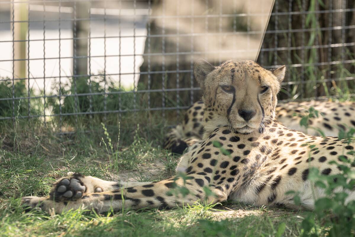 Lietuvos zoologijos sodo 88-asis gimtadienis