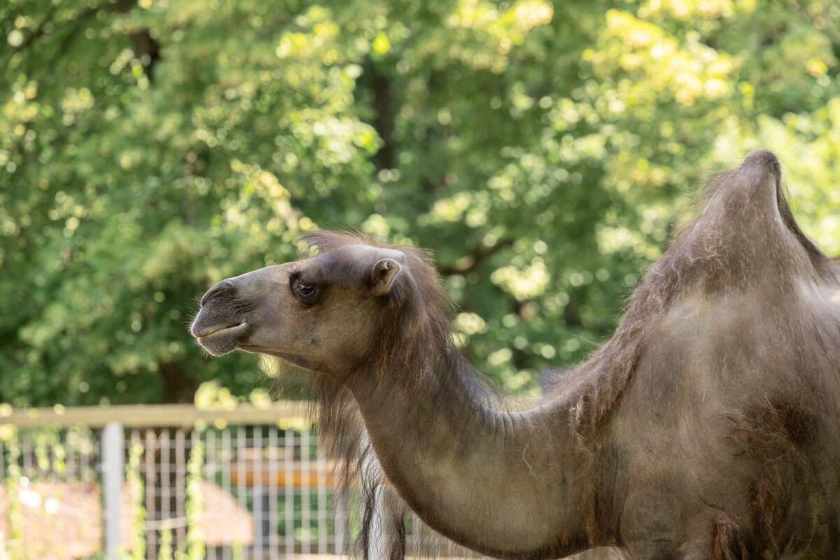 Lietuvos zoologijos sodo 88-asis gimtadienis