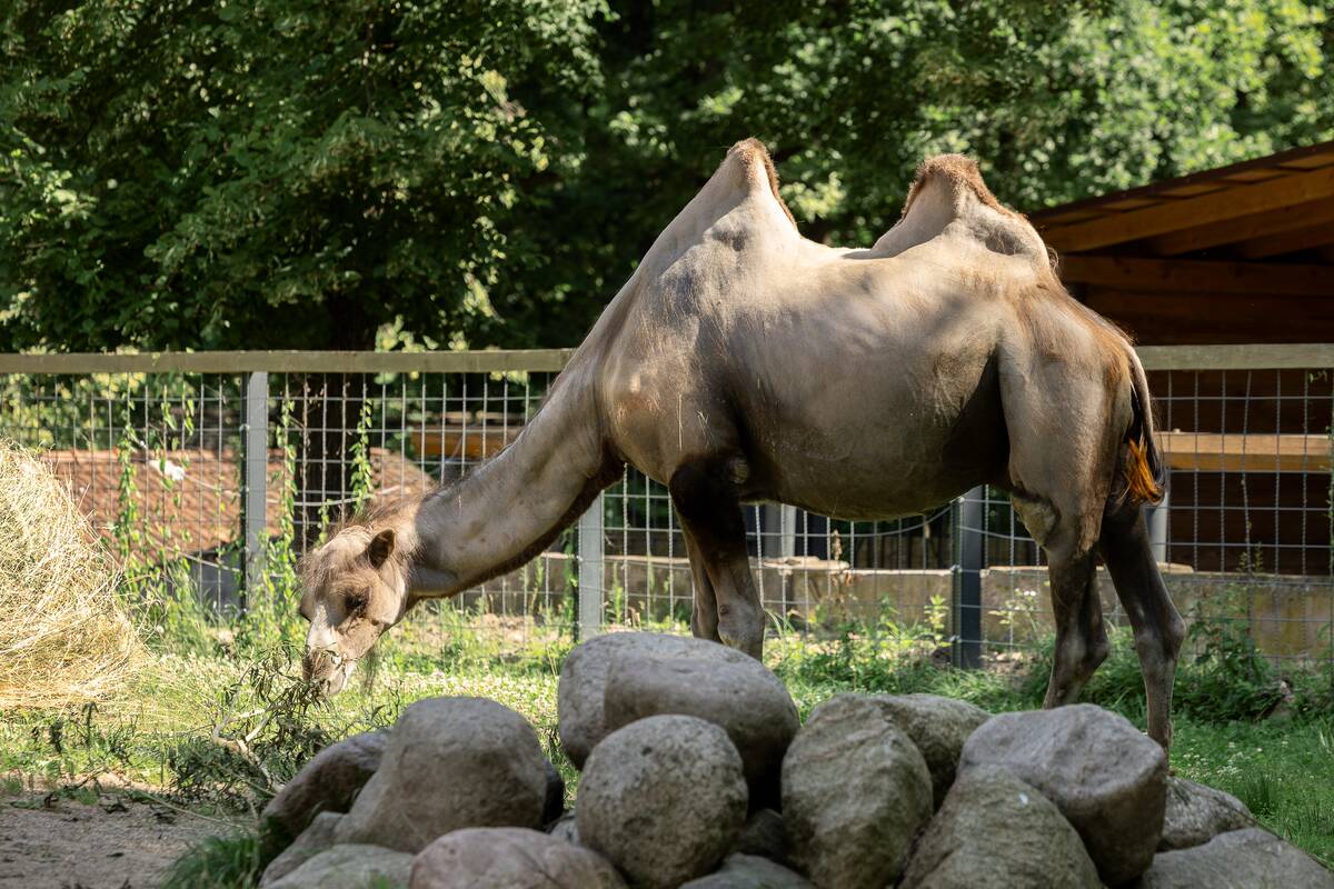 Lietuvos zoologijos sodo 88-asis gimtadienis