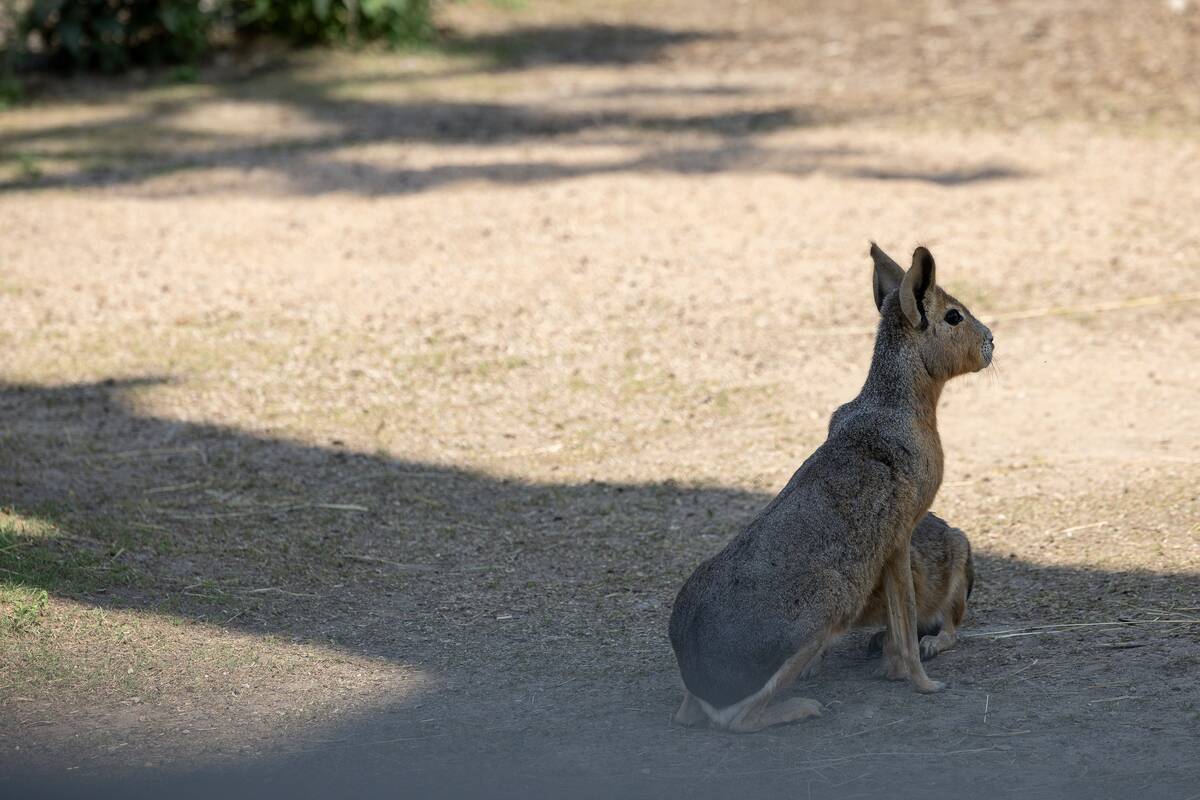 Lietuvos zoologijos sodo 88-asis gimtadienis