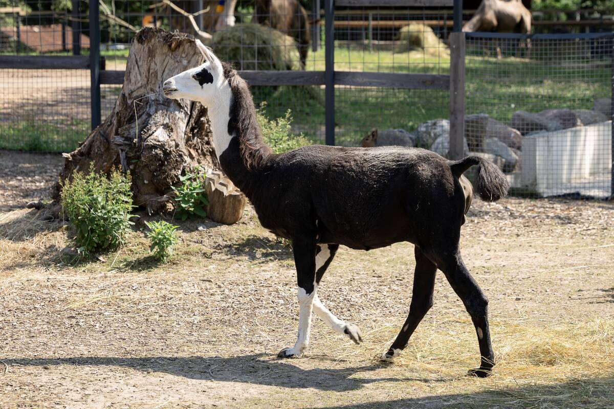 Lietuvos zoologijos sodo 88-asis gimtadienis