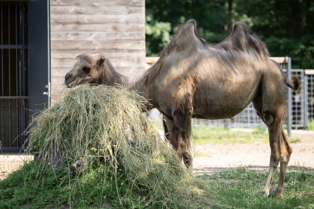 Lietuvos zoologijos sodo 88-asis gimtadienis