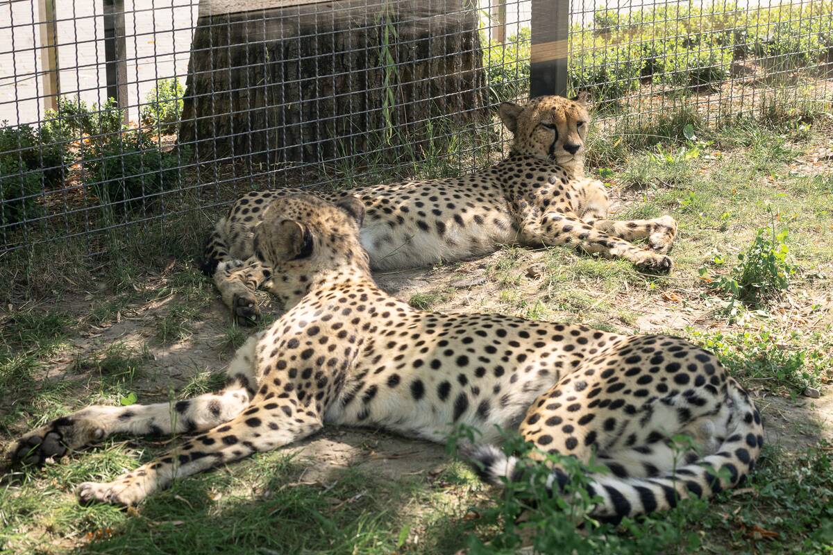 Lietuvos zoologijos sodo 88-asis gimtadienis