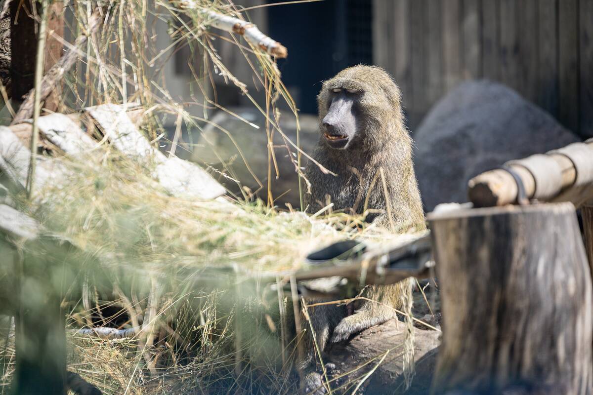 Lietuvos zoologijos sodo 88-asis gimtadienis