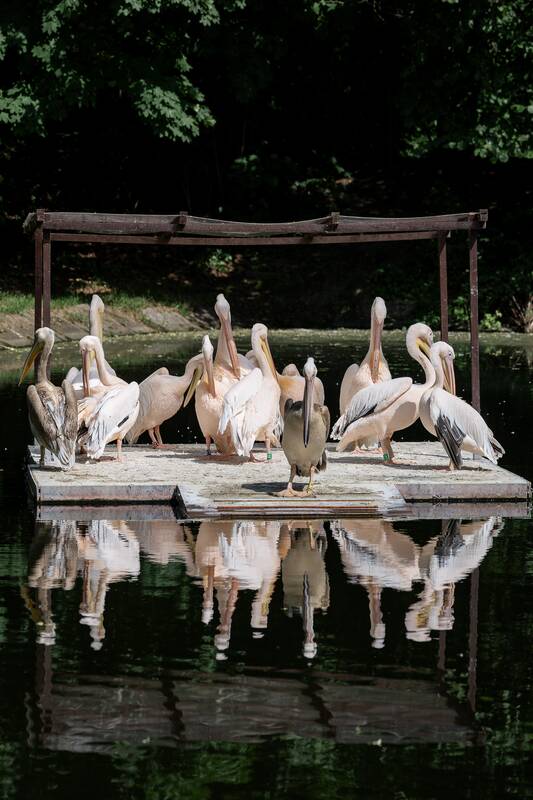 Lietuvos zoologijos sodo 88-asis gimtadienis