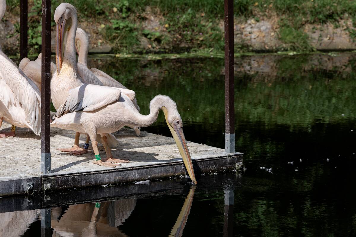 Lietuvos zoologijos sodo 88-asis gimtadienis