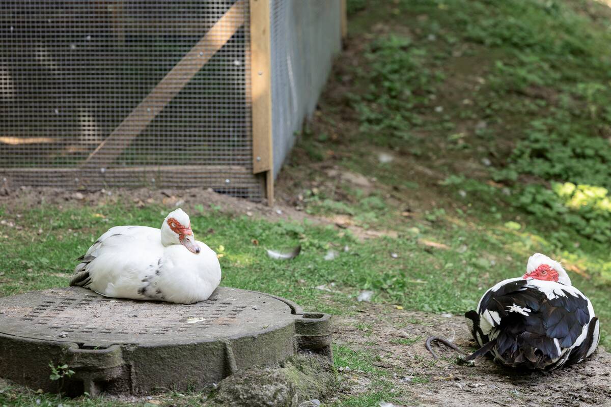 Lietuvos zoologijos sodo 88-asis gimtadienis