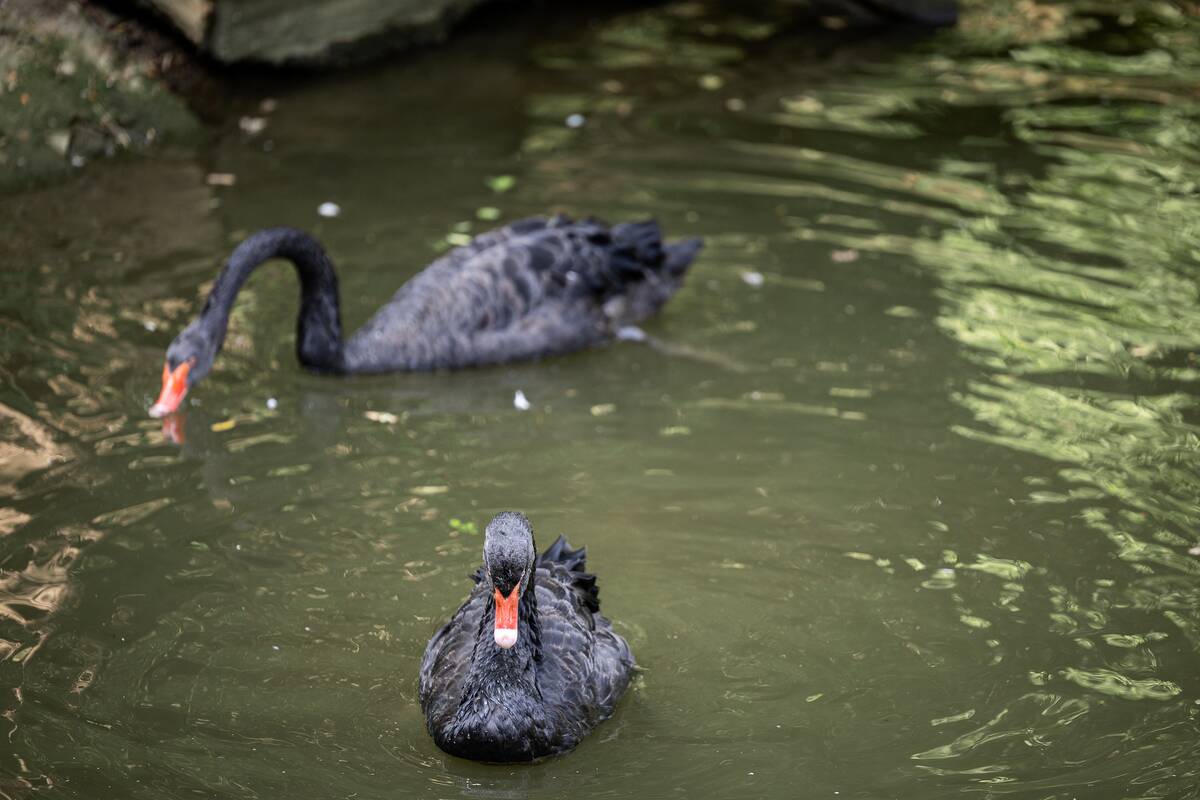 Lietuvos zoologijos sodo 88-asis gimtadienis