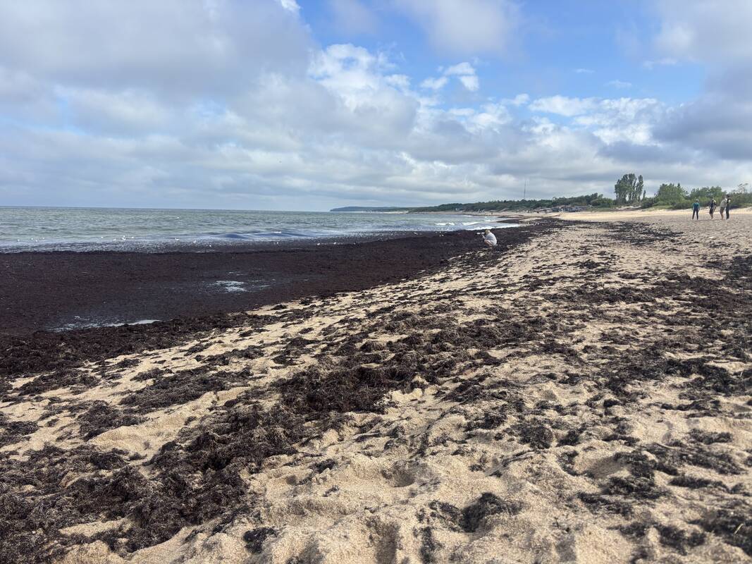 Darbai: jūros į krantą išmestus dumblius teko surinkti ir išvežti, bet aplinkosaugininkai paaiškino, kokią neįprastą naudą gali teikti šie dumbliai.