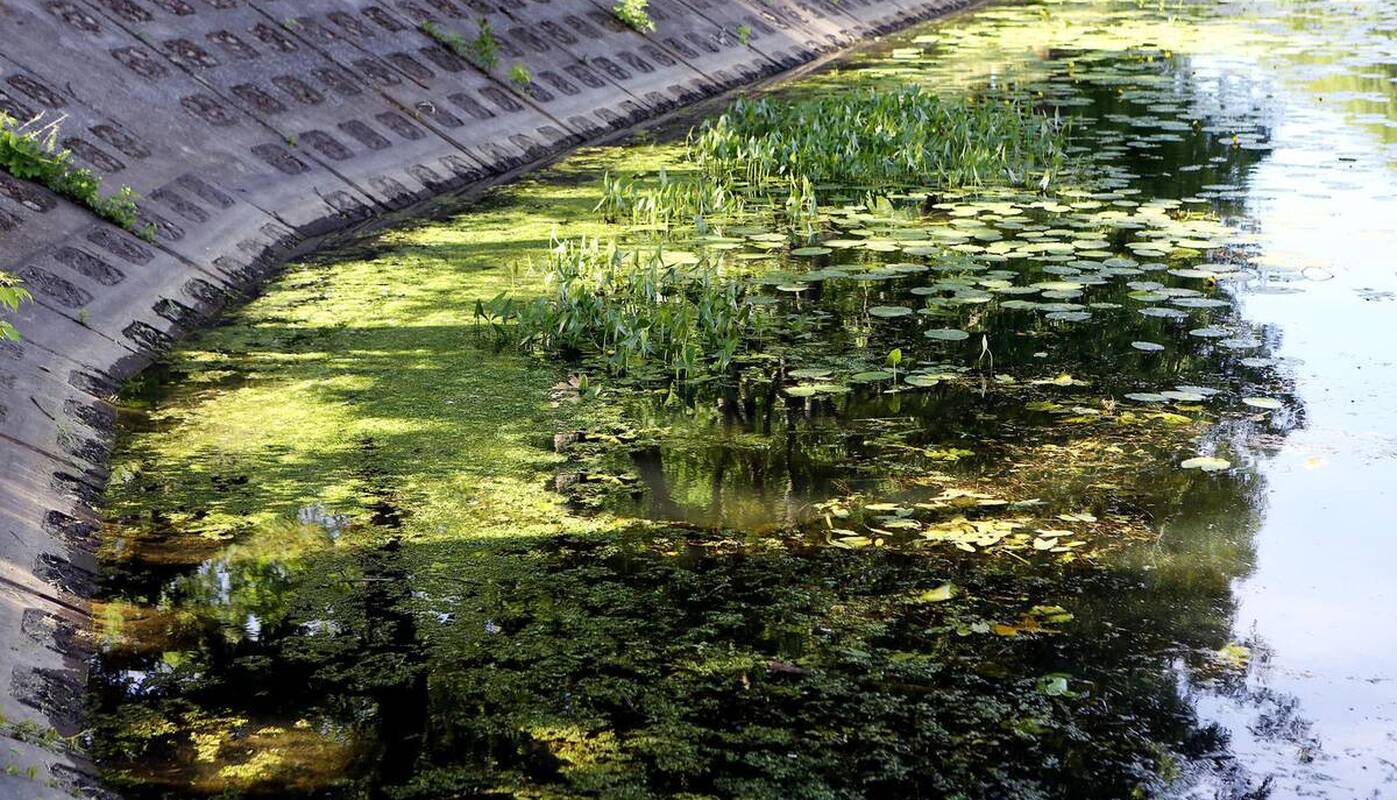 
<span>Žydintis vanduo – klimato kaita ar žmogaus veiklos pasekmė?</span>

