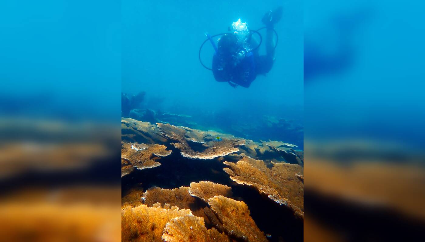 Sprendimas: Floridos mokslininkai iškelia į krantą nykstančius elnio rago koralus, siekdami juos apsaugoti nuo išnykimo.