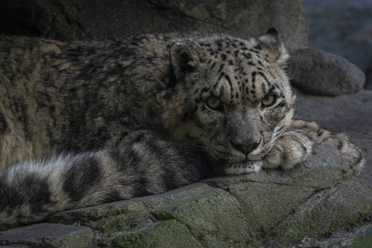 
<span>Leopardas įsiveržė į alkoholio parduotuvę ir užpuolė tris žmones</span>
