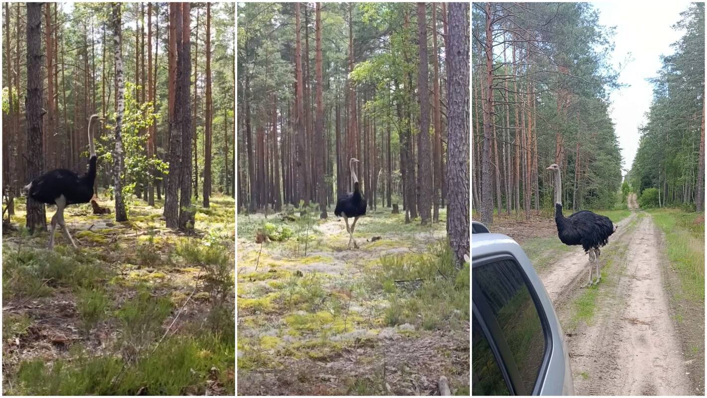 
<span>Aplinkosaugininkai: sprendimą nušauti strutį turėjo priimti pats šeimininkas</span>

