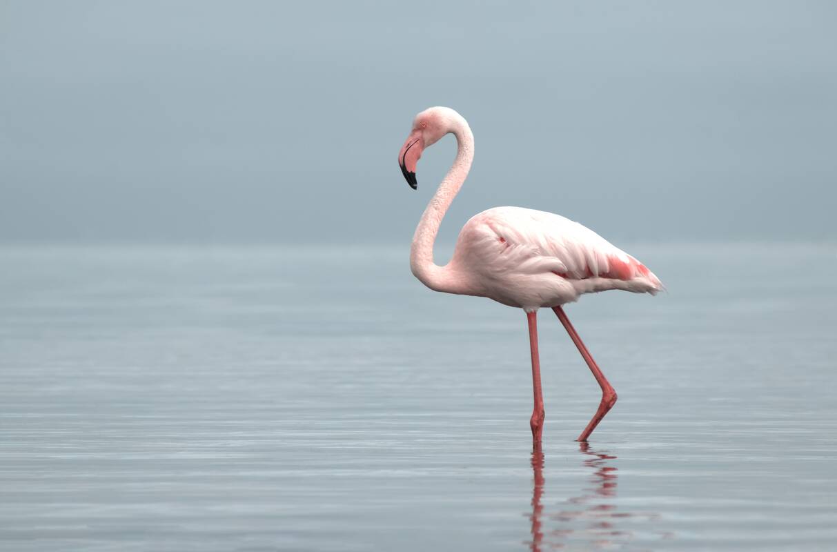 
<span>Kodėl flamingai stovi ant vienos kojos? Mokslininkai rado atsakymą</span>
