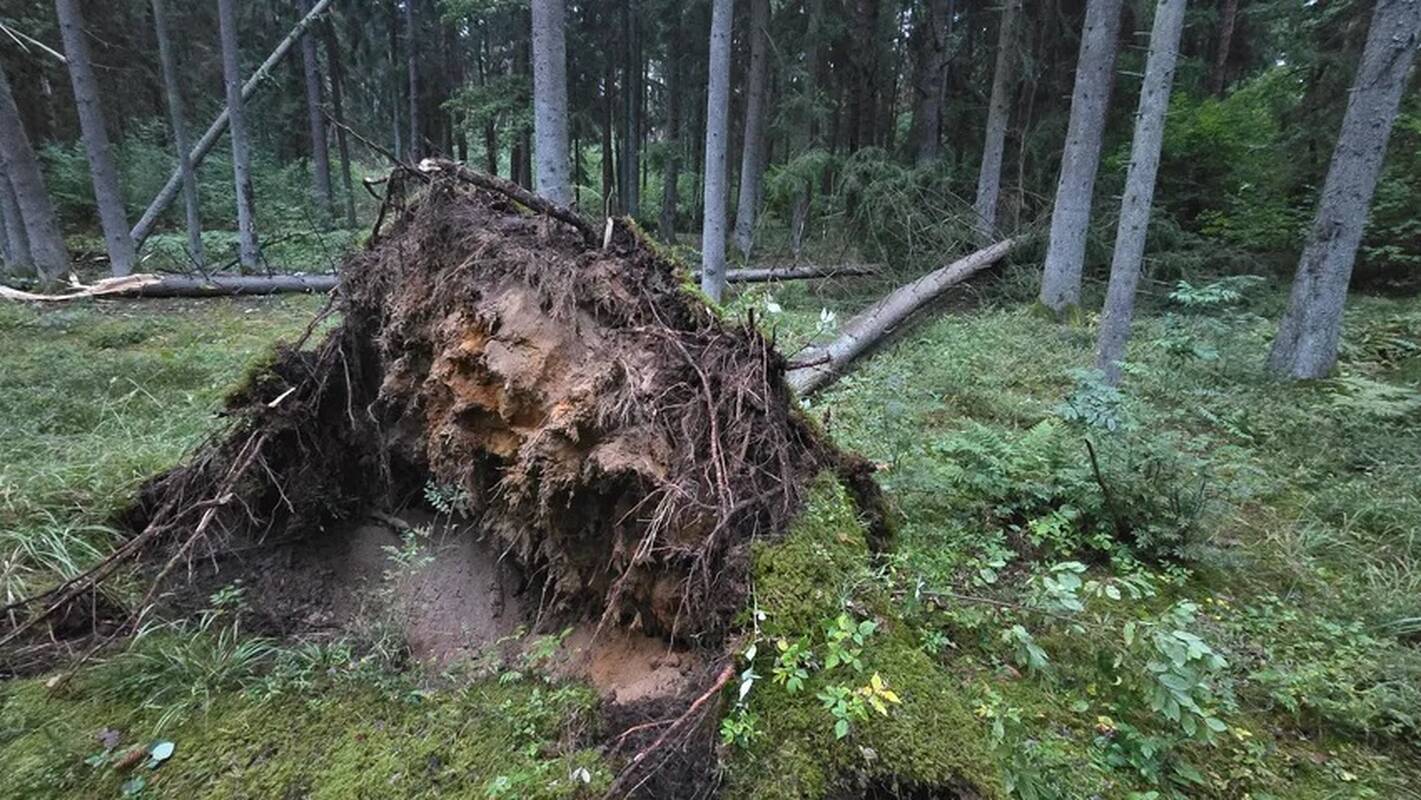 Audros padariniai Kaune