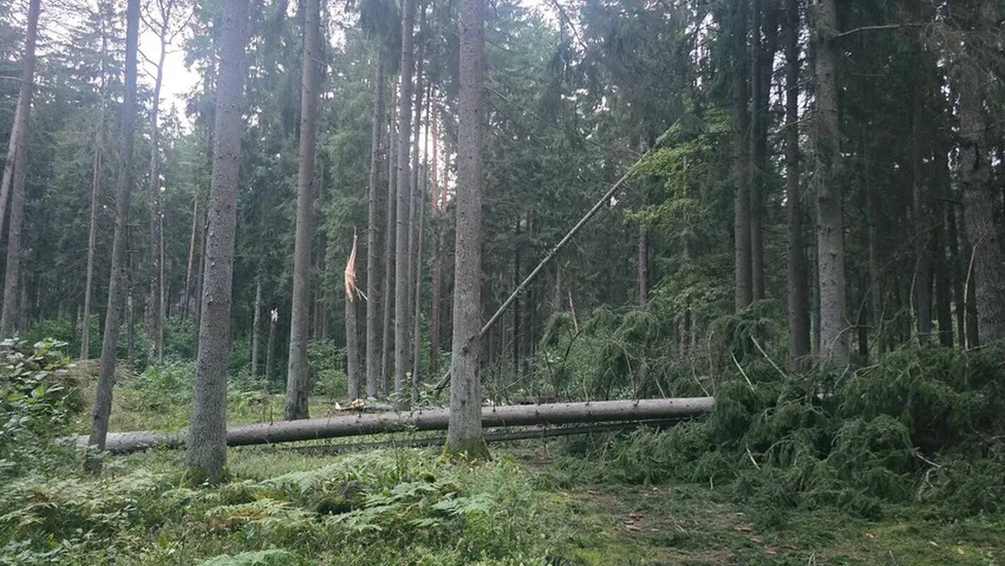 Audros padariniai Kaune
