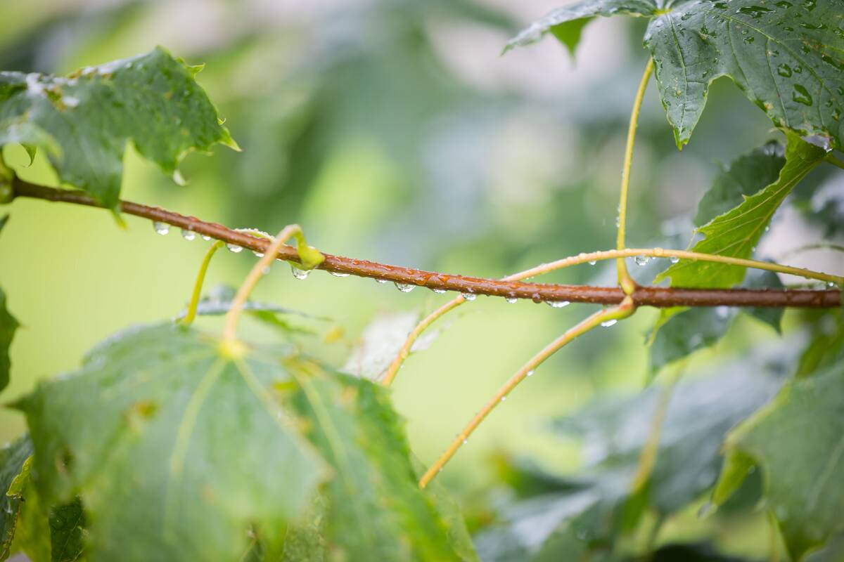 Lietingas antradienis Vilniuje
