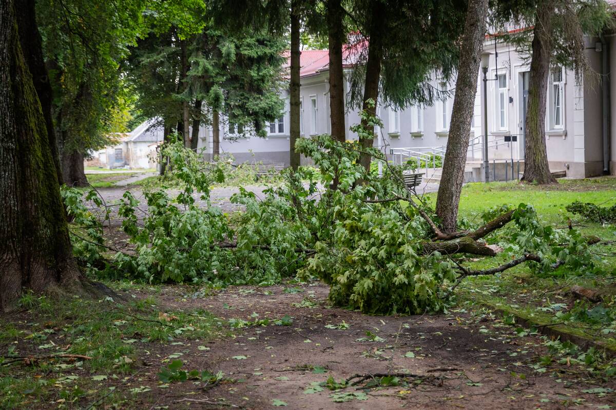 Stiprus vėjas Vilniuje varto medžius