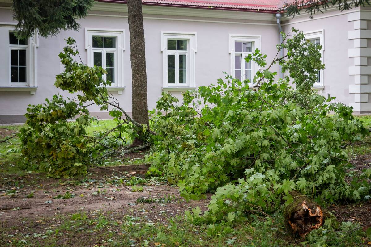 Stiprus vėjas Vilniuje varto medžius