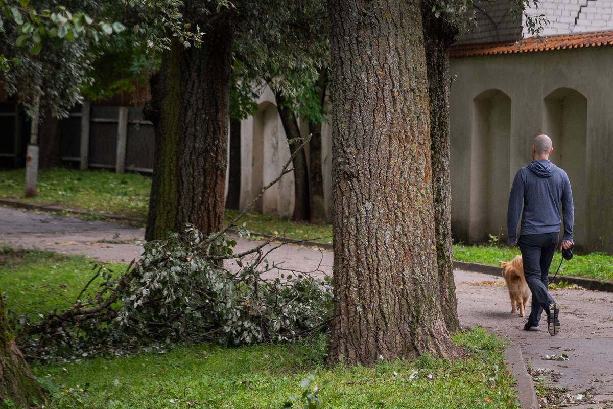Stiprus vėjas Vilniuje varto medžius