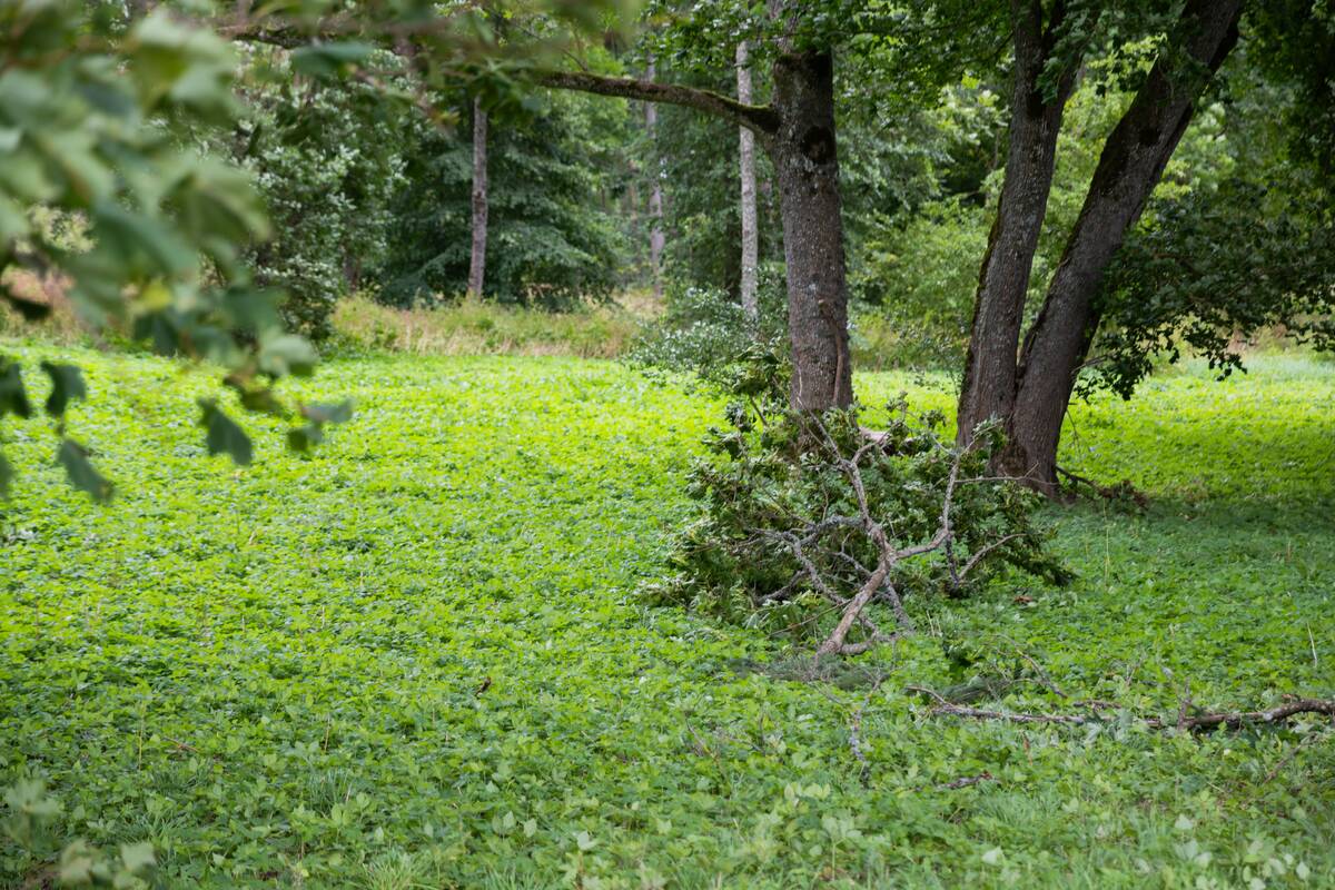 Stiprus vėjas Vilniuje varto medžius