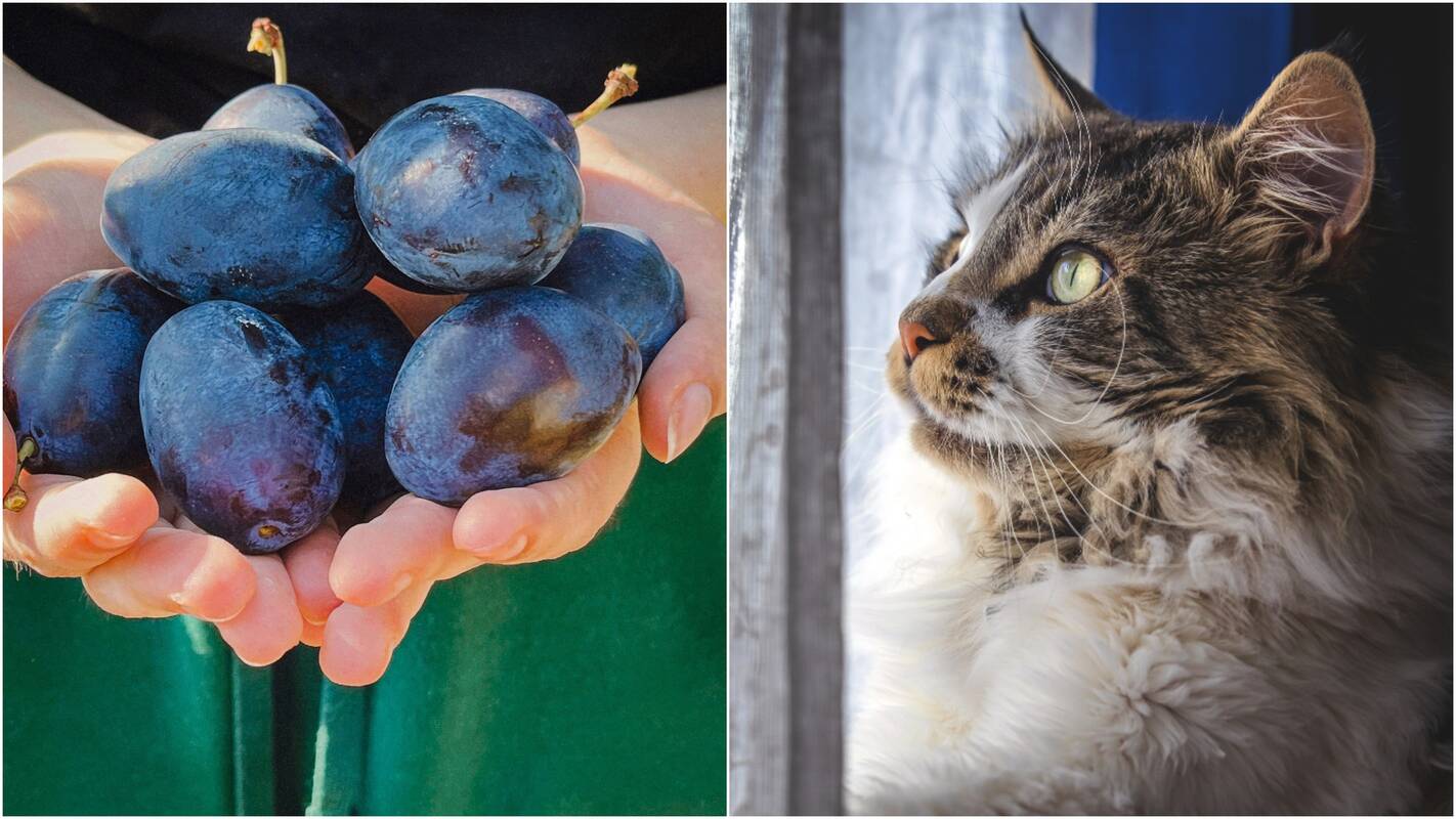 Išdaiga: vaikai, pastebėję miegantį katiną, negalėjo jo palikti ramybėje – netrukus į gyvūną pradėjo mėtyti slyvas.