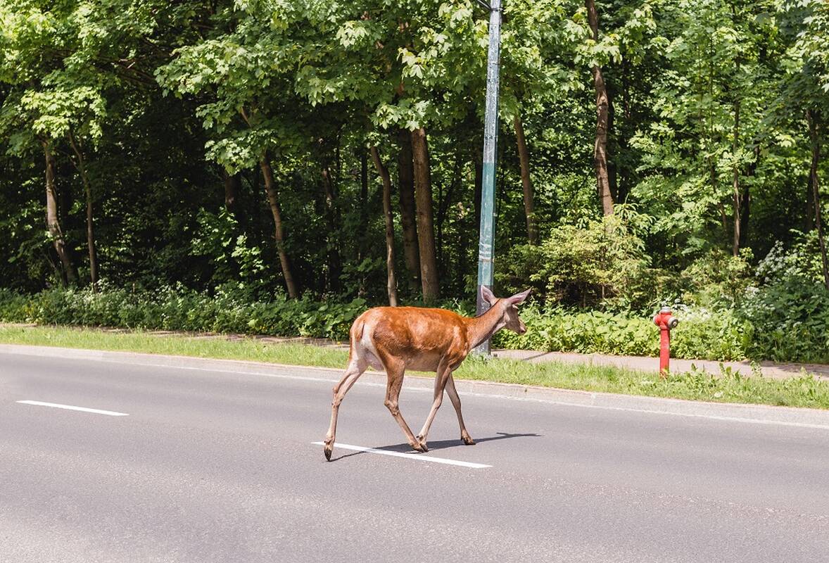 Nelaimė: sekmadienį Rietavo savivaldybėje kelyje susidūręs su stirna žuvo motociklininkas.