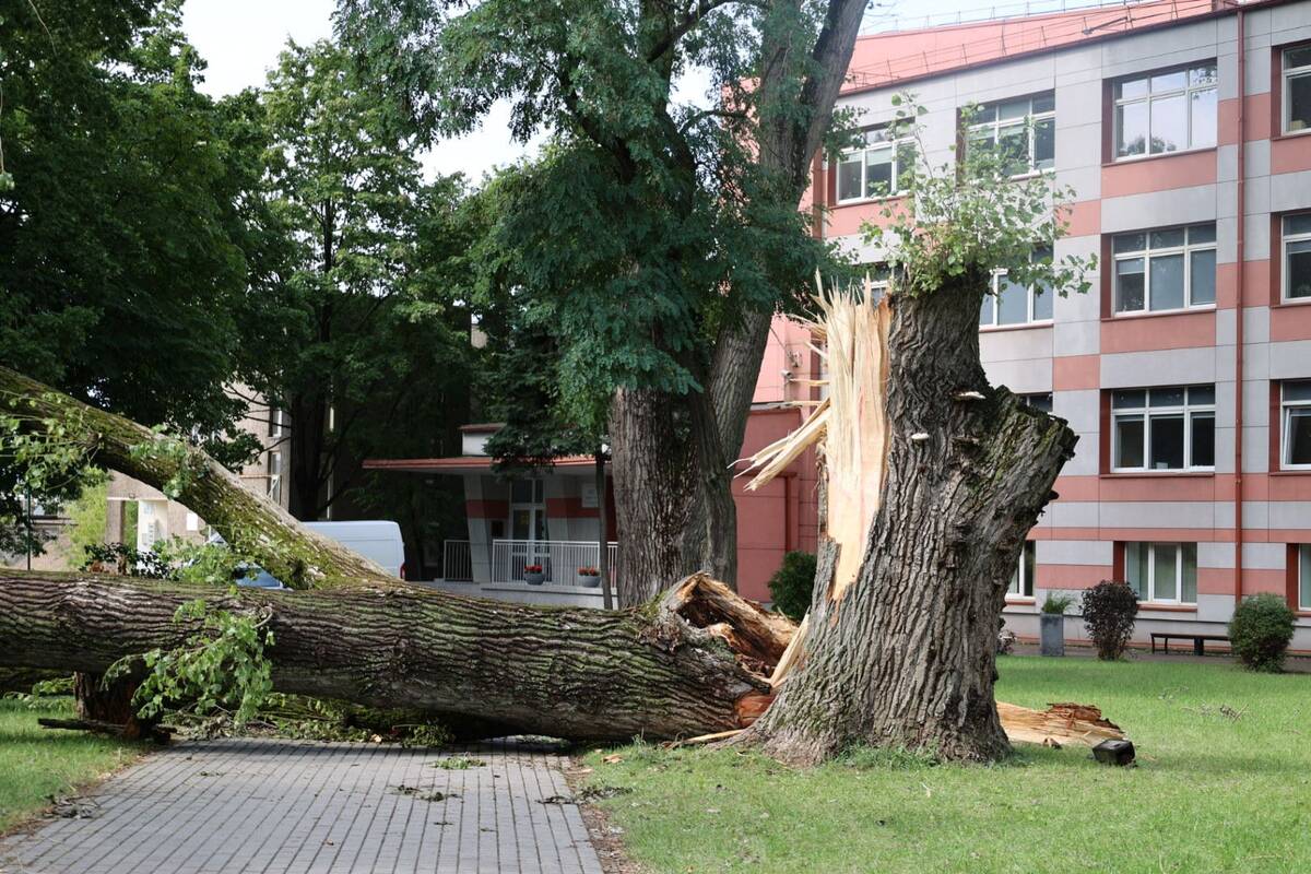 Pasekmės: audra nepagailėjo nieko – stiprus vėjas ir smarkus lietus Klaipėdoje bei visame regione paliko daugybę padarinių. Itin didelis medis griuvo prie Vitės progimnazijos.