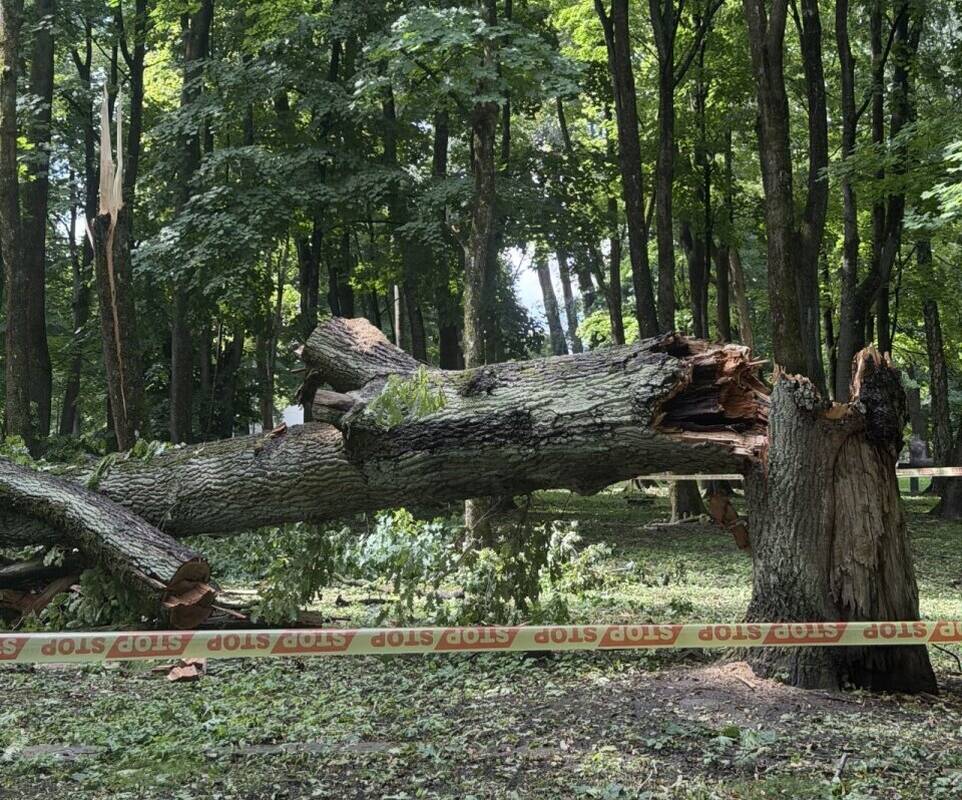 Pasekmė: audros metu Klaipėdoje vėjas išvertė arba stipriai aplaužė apie 70 medžių.