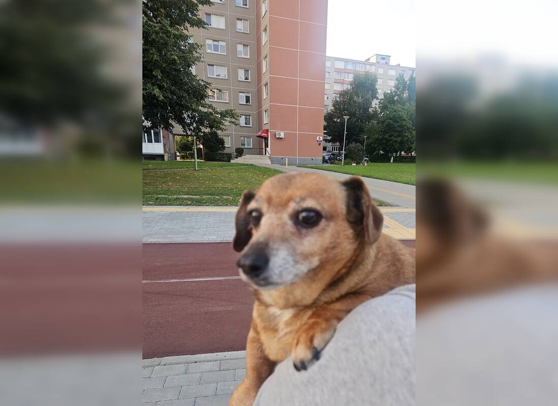 
<span>Smiltelės gatvėje – netikėtas gelbėjimo momentas: moteris puolė vytis į kelią išbėgusį šuniuką</span>
