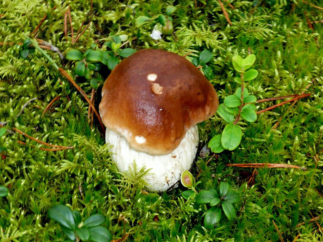 
<span>Šių taisyklių miške geriau nepažeisti – gali grėsti bauda</span>
