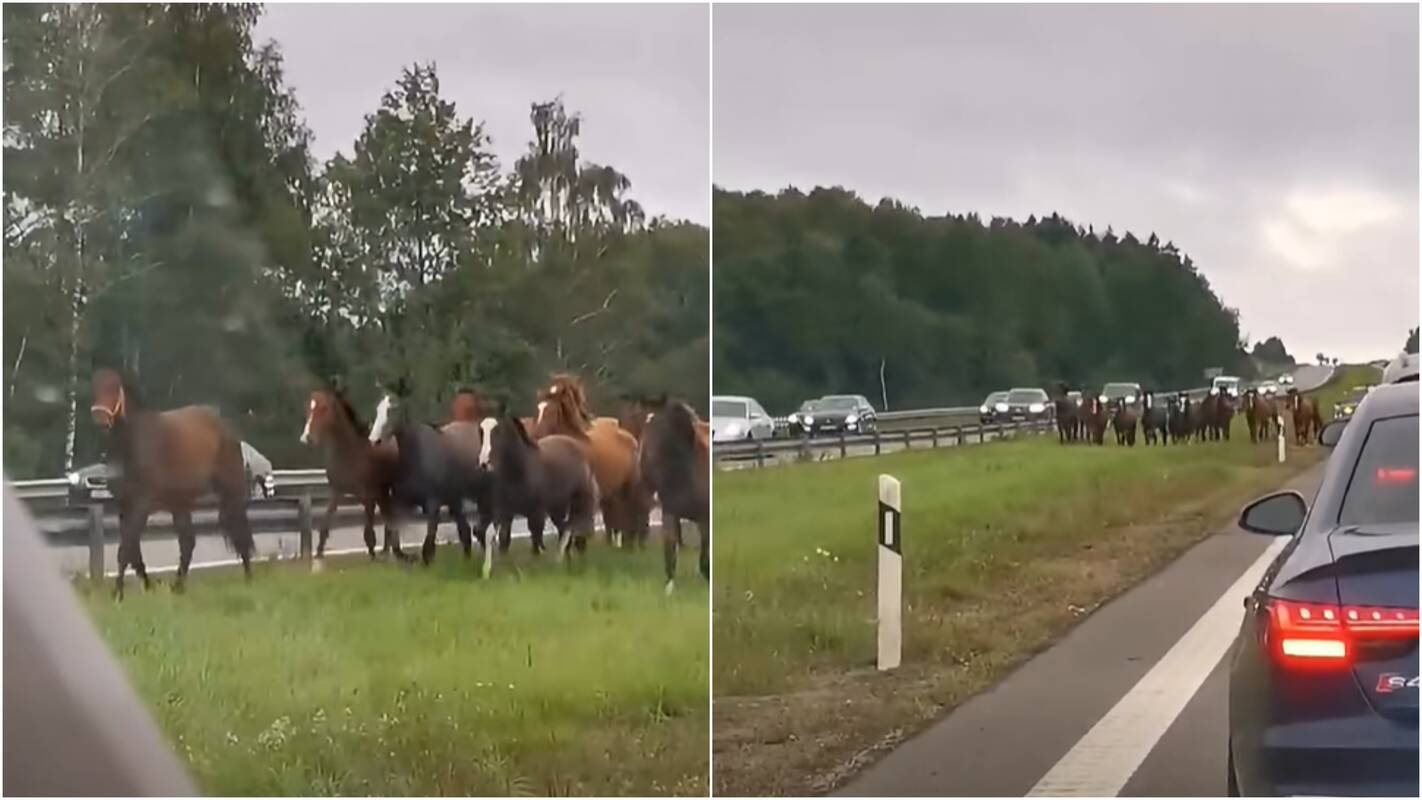 
<span>Autostradoje – netikėti bėgliai: vairuotojai pasielgė taip, kaip ir turėjo</span>
