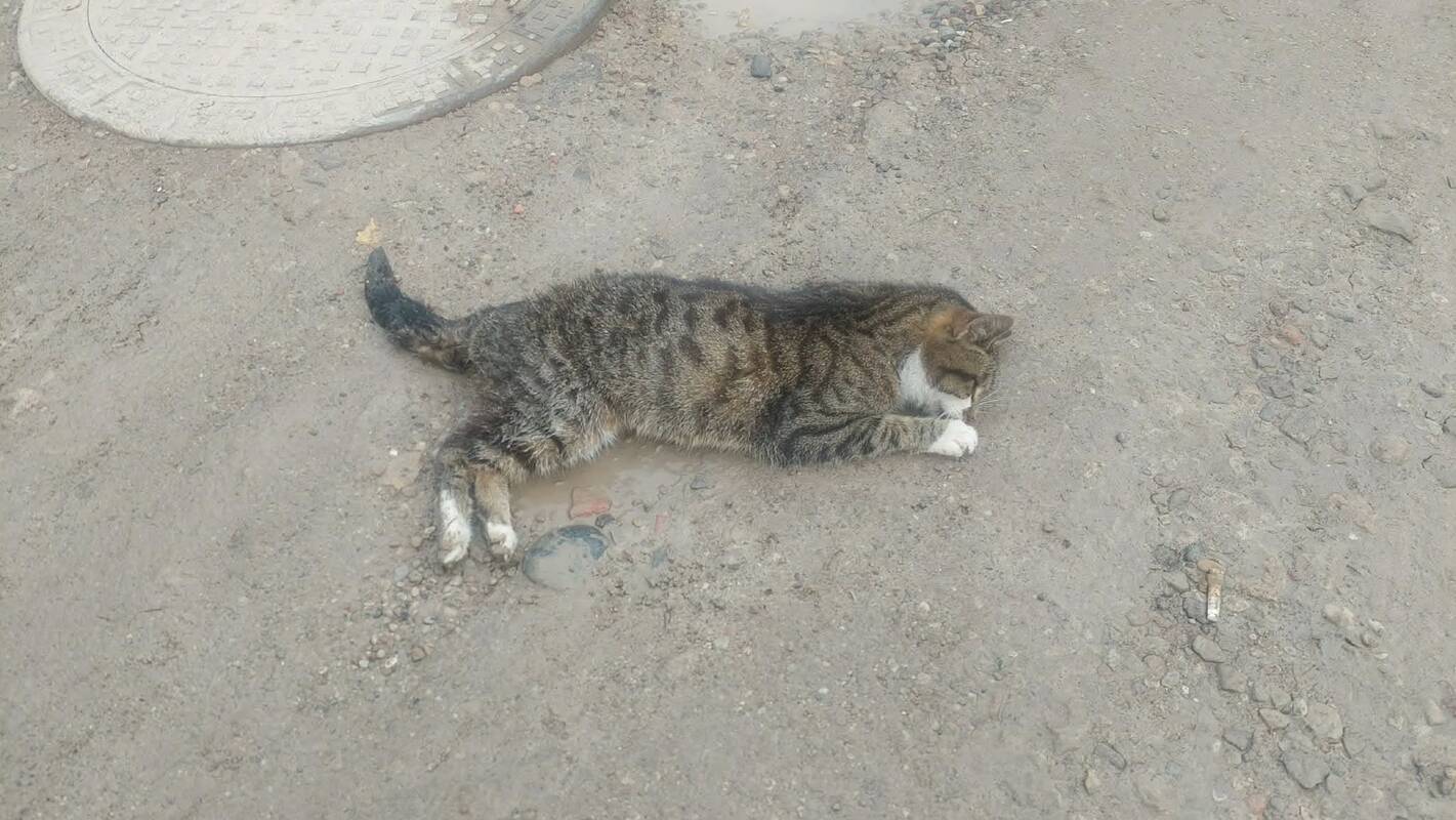 Teisingumas: gyvūnų prieglaudos savanoriai viliasi, kad policija nubaus vairuotoją, kuris, kaip įtariama, tyčia pražudė katiną vaikų akivaizdoje.