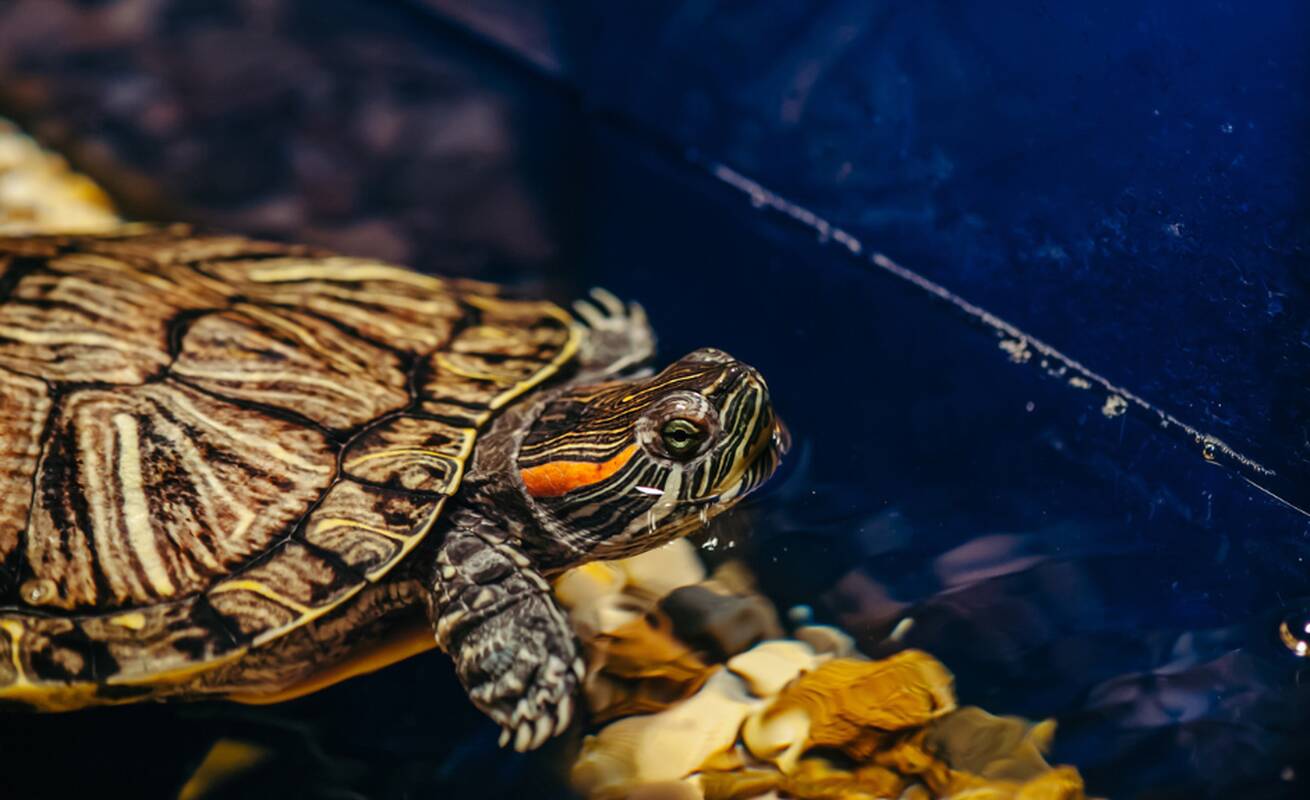 Atpažinimas: balinius vėžlius nuo raštuotojų atskirti nesunku. Raštuotieji vėžliai yra spalvingesni ir turi ryškią raudoną liniją ant galvos ir kaklo.