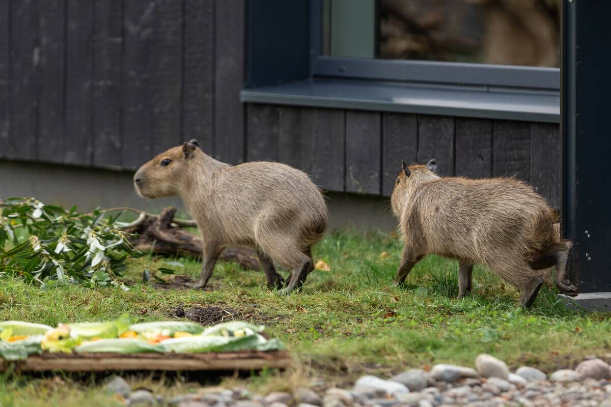 Kapibarų įkurtuvės Lietuvos zoologijos sode
