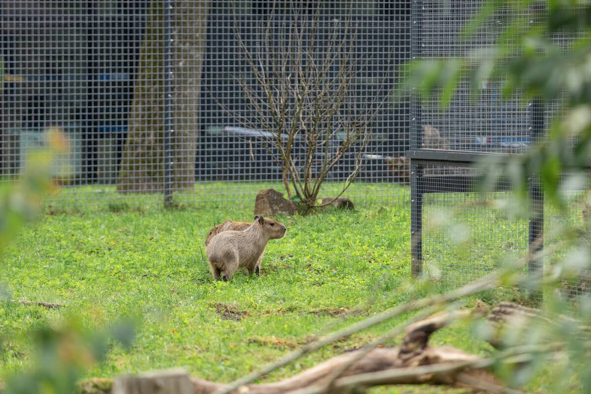 Kapibarų įkurtuvės Lietuvos zoologijos sode